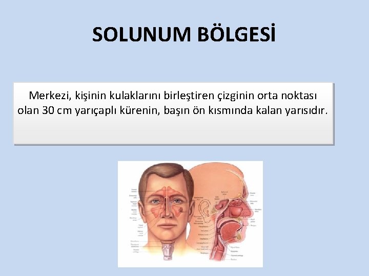 SOLUNUM BÖLGESİ Merkezi, kişinin kulaklarını birleştiren çizginin orta noktası olan 30 cm yarıçaplı kürenin,