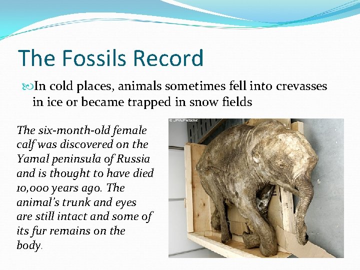 The Fossils Record In cold places, animals sometimes fell into crevasses in ice or