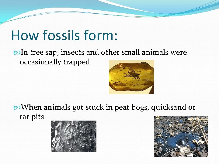 How fossils form: In tree sap, insects and other small animals were occasionally trapped