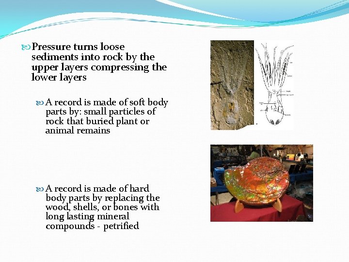  Pressure turns loose sediments into rock by the upper layers compressing the lower