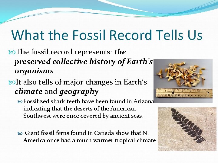 What the Fossil Record Tells Us The fossil record represents: the preserved collective history