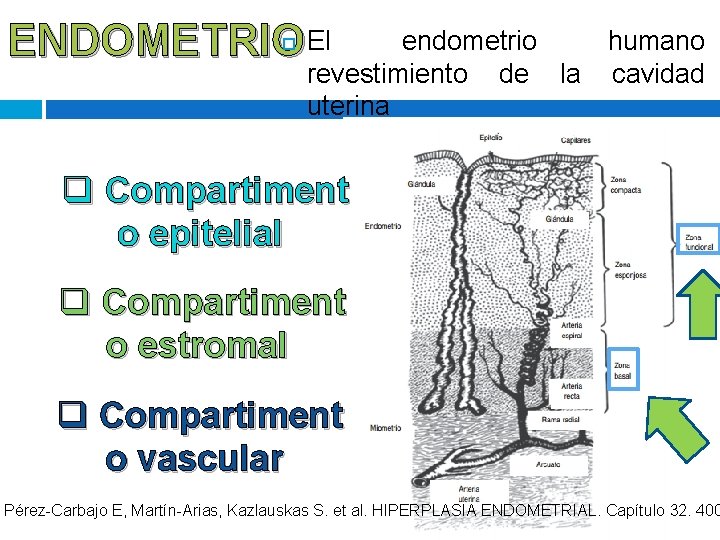 ENDOMETRIO El endometrio humano revestimiento de la cavidad uterina q Compartiment o epitelial q ENDOMETRIO El endometrio humano revestimiento de la cavidad uterina q Compartiment o epitelial q