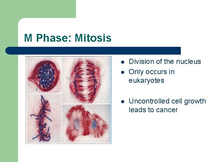 M Phase: Mitosis l l l Division of the nucleus Only occurs in eukaryotes