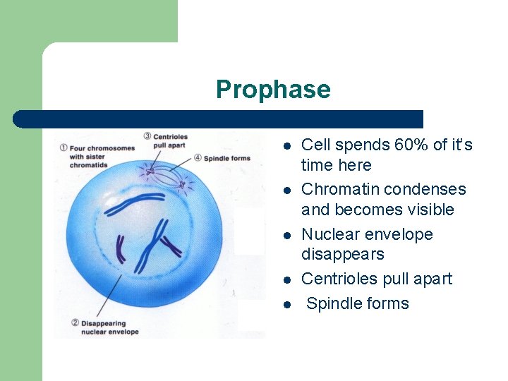 Prophase l l l Cell spends 60% of it’s time here Chromatin condenses and