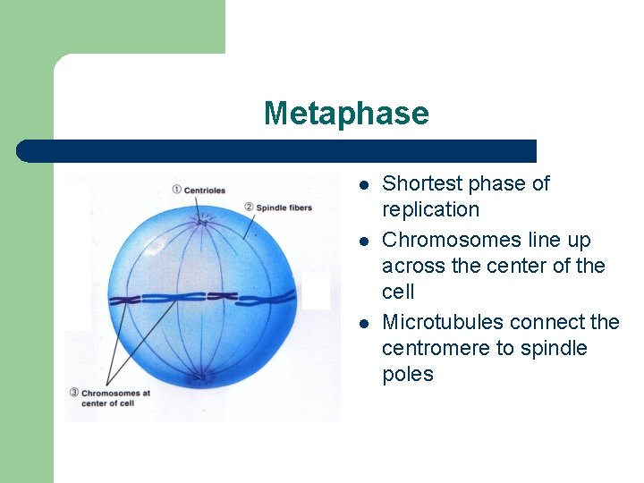 Metaphase l l l Shortest phase of replication Chromosomes line up across the center
