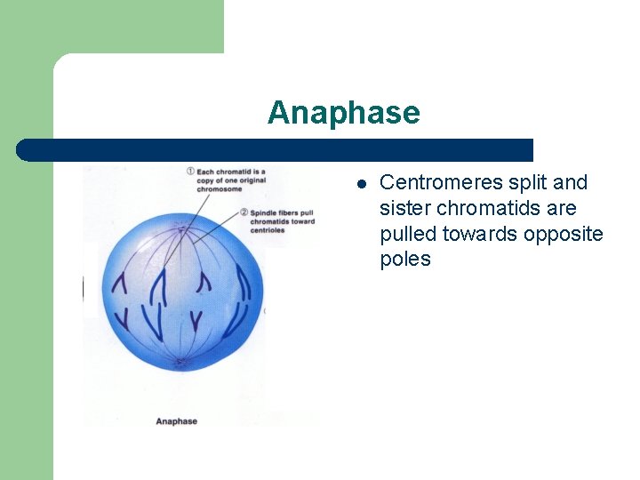Anaphase l Centromeres split and sister chromatids are pulled towards opposite poles 
