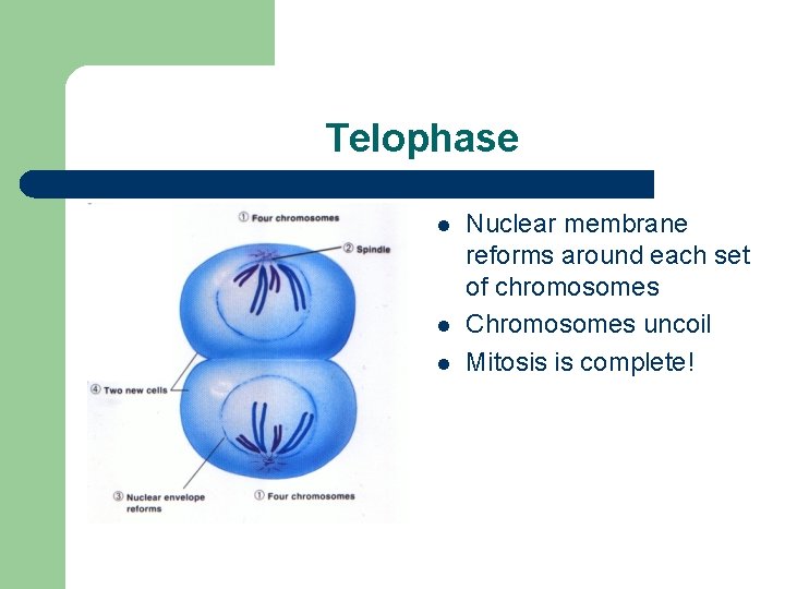 Telophase l l l Nuclear membrane reforms around each set of chromosomes Chromosomes uncoil