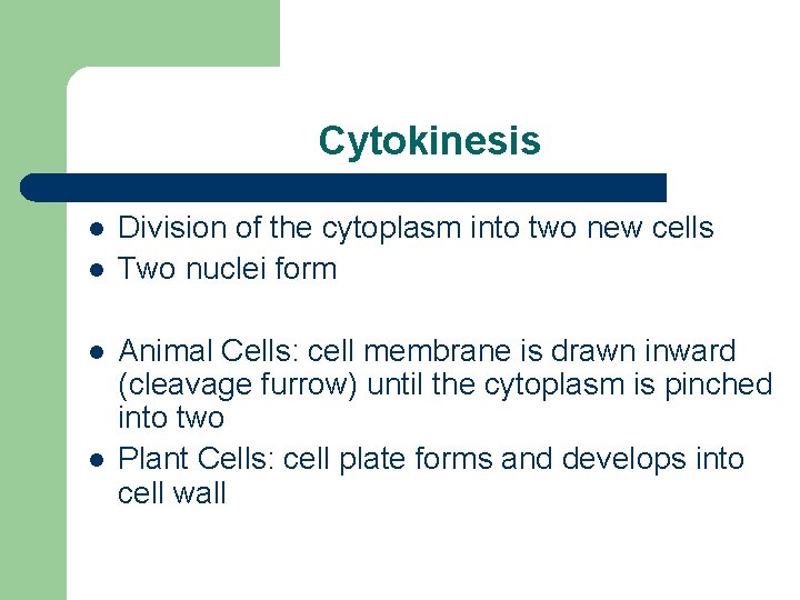 Cytokinesis l l Division of the cytoplasm into two new cells Two nuclei form