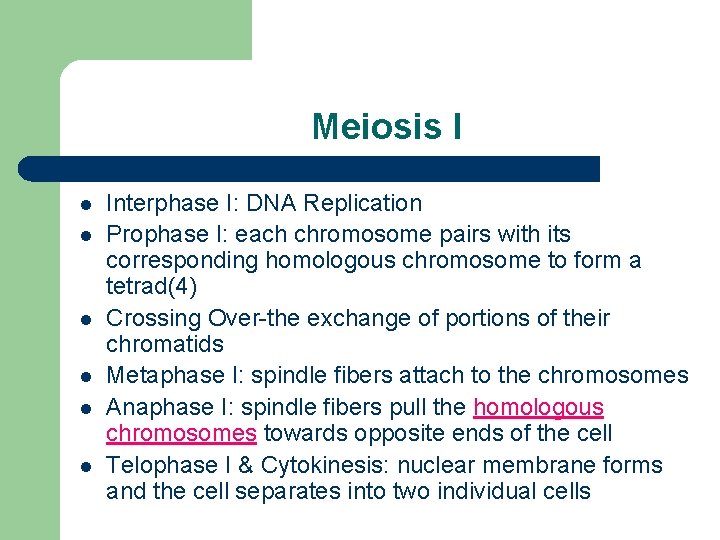 Meiosis I l l l Interphase I: DNA Replication Prophase I: each chromosome pairs