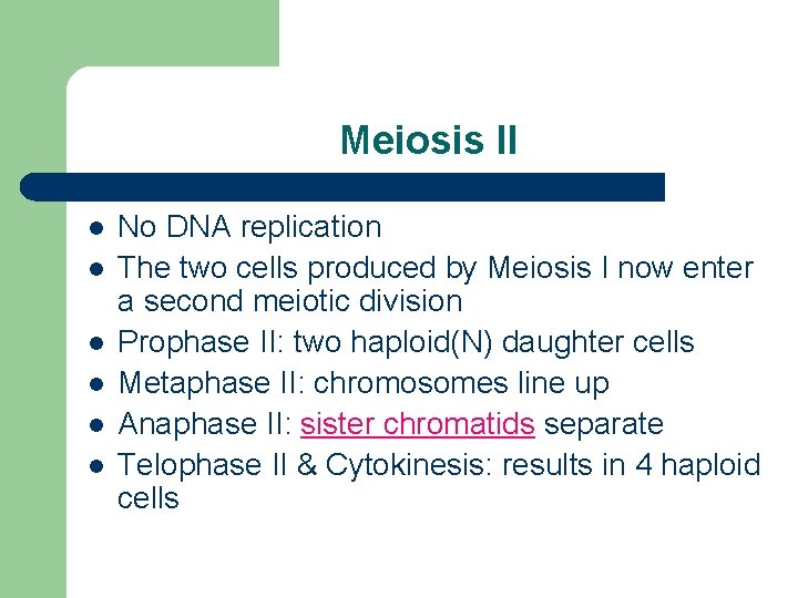 Meiosis II l l l No DNA replication The two cells produced by Meiosis