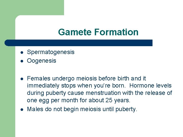 Gamete Formation l l Spermatogenesis Oogenesis Females undergo meiosis before birth and it immediately