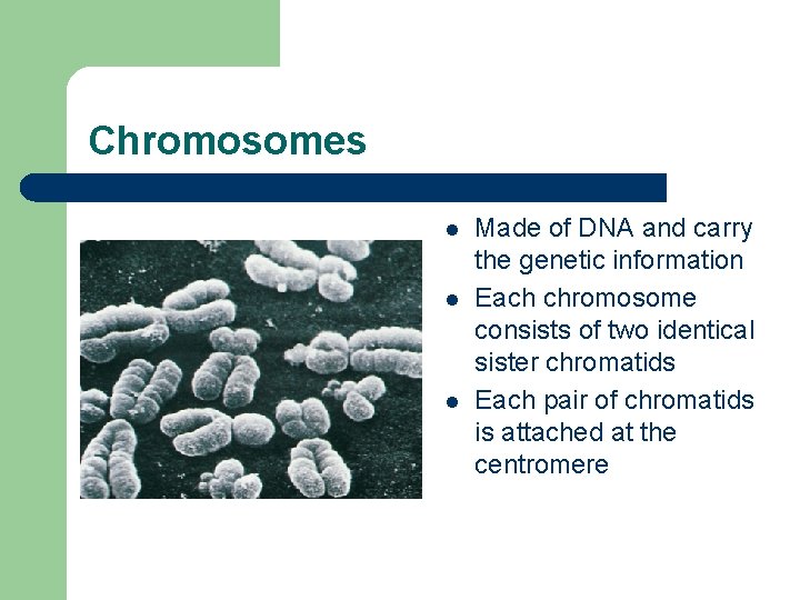 Chromosomes l l l Made of DNA and carry the genetic information Each chromosome