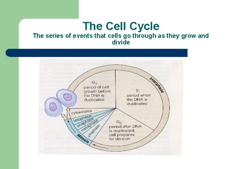 The Cell Cycle The series of events that cells go through as they grow