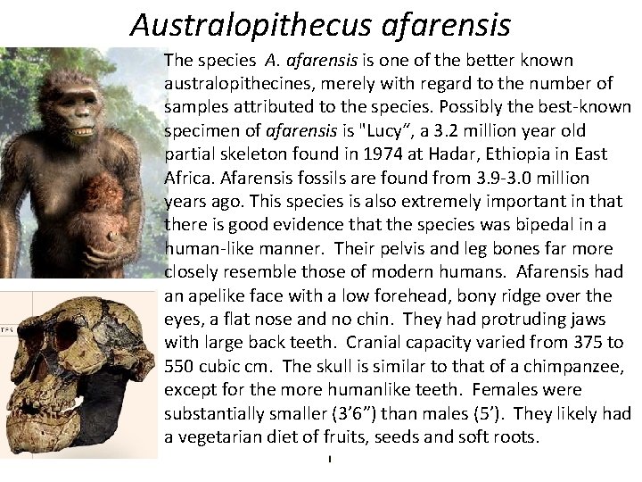 Australopithecus afarensis The species A. afarensis is one of the better known australopithecines, merely