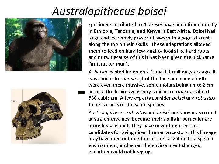 Australopithecus boisei Specimens attributed to A. boisei have been found mostly in Ethiopia, Tanzania,