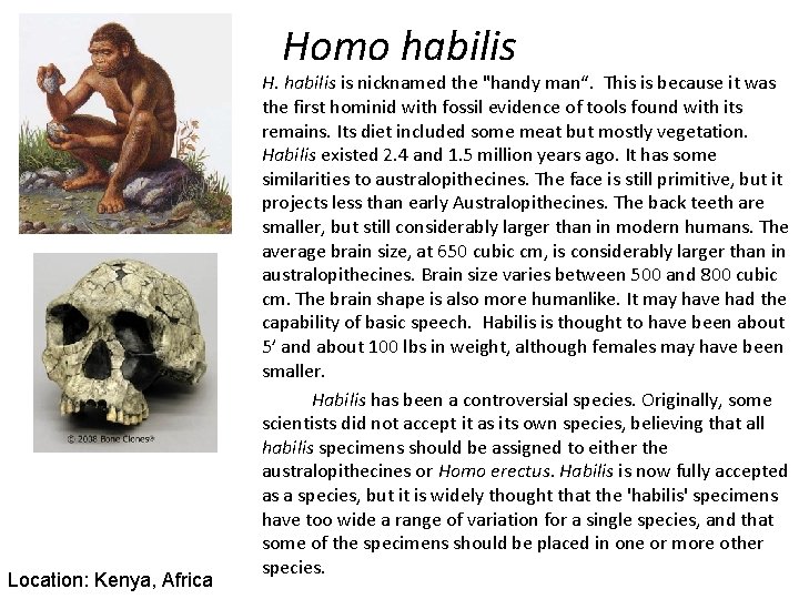 Homo habilis Location: Kenya, Africa H. habilis is nicknamed the "handy man“. This is