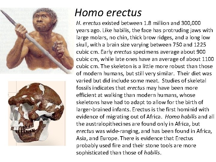 Homo erectus H. erectus existed between 1. 8 million and 300, 000 years ago.