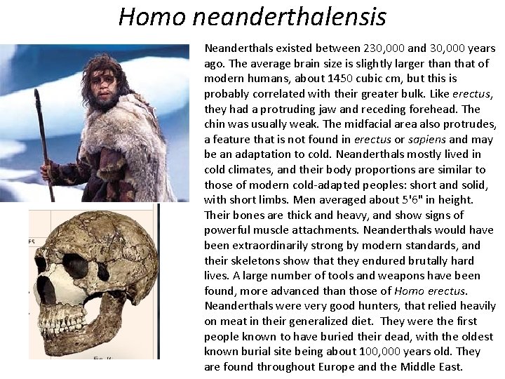 Homo neanderthalensis Neanderthals existed between 230, 000 and 30, 000 years ago. The average