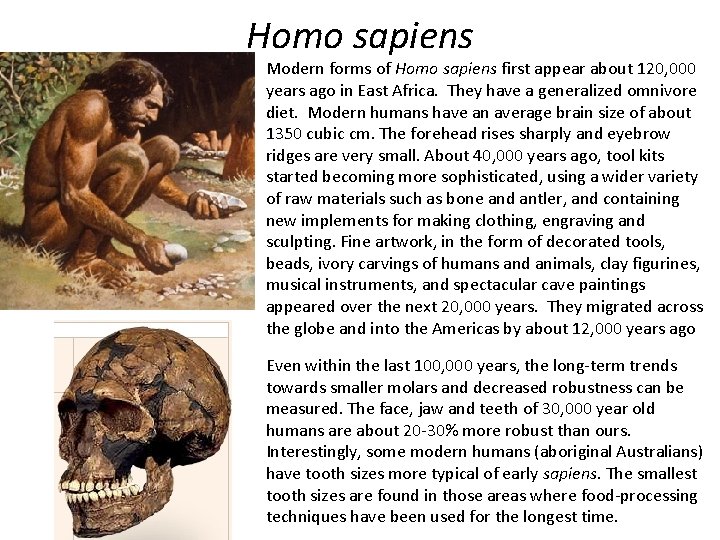 Homo sapiens Modern forms of Homo sapiens first appear about 120, 000 years ago