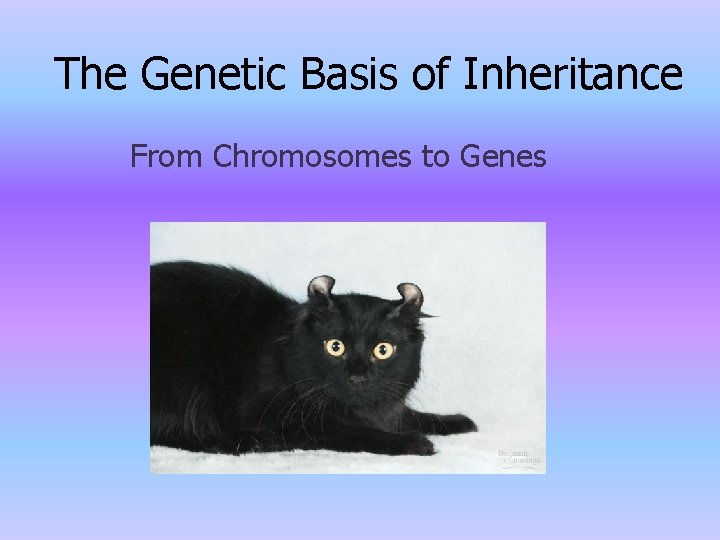 The Genetic Basis of Inheritance From Chromosomes to Genes 