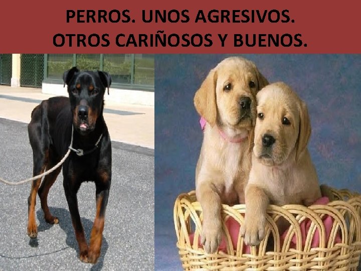 PERROS. UNOS AGRESIVOS. OTROS CARIÑOSOS Y BUENOS. 