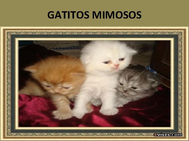 GATITOS MIMOSOS 