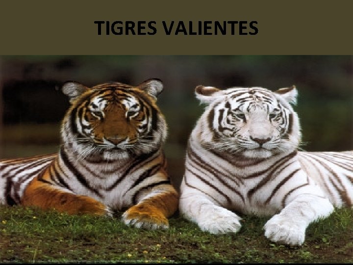 TIGRES VALIENTES 