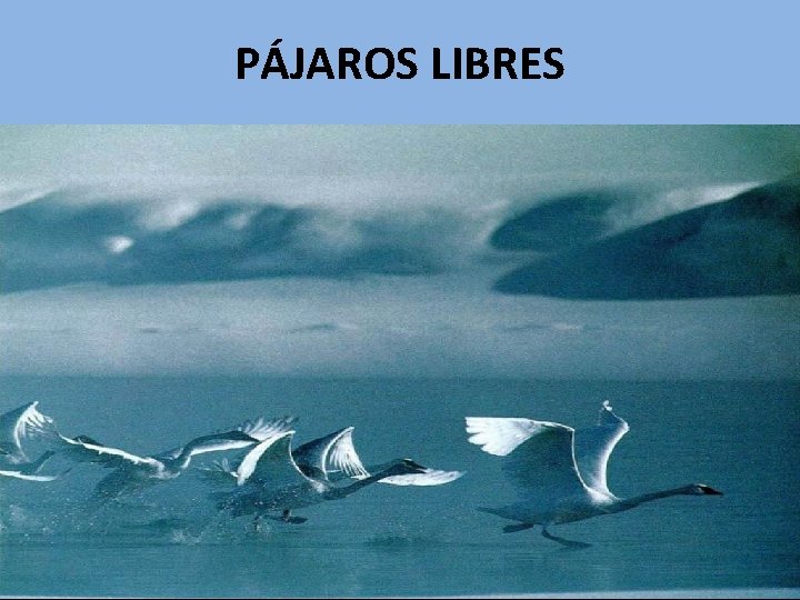 PÁJAROS LIBRES 