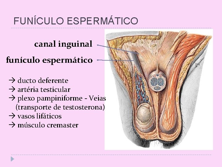 FUNÍCULO ESPERMÁTICO canal inguinal funículo espermático ducto deferente artéria testicular plexo pampiniforme - Veias