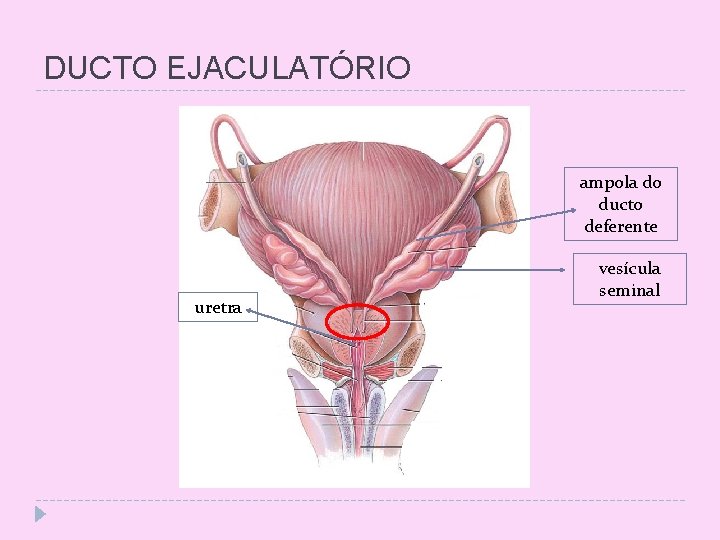 DUCTO EJACULATÓRIO ampola do ducto deferente uretra vesícula seminal 