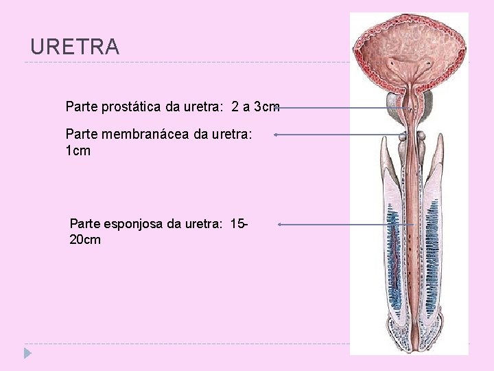 URETRA Parte prostática da uretra: 2 a 3 cm Parte membranácea da uretra: 1