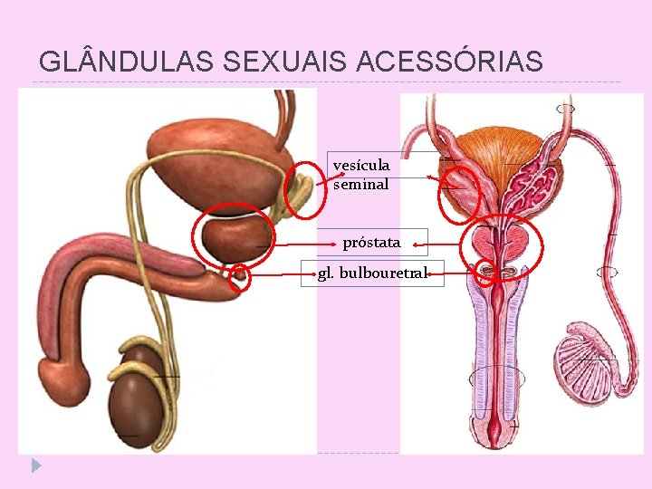 GL NDULAS SEXUAIS ACESSÓRIAS vesícula seminal próstata gl. bulbouretral 