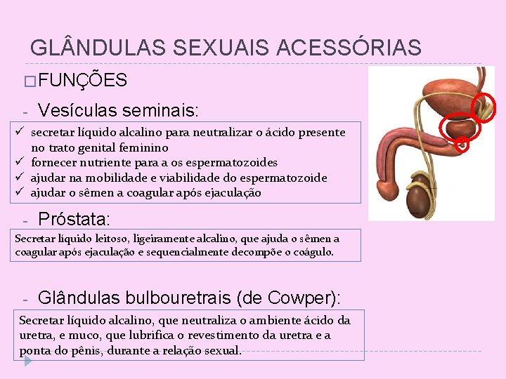 GL NDULAS SEXUAIS ACESSÓRIAS � FUNÇÕES - Vesículas seminais: ü secretar líquido alcalino para