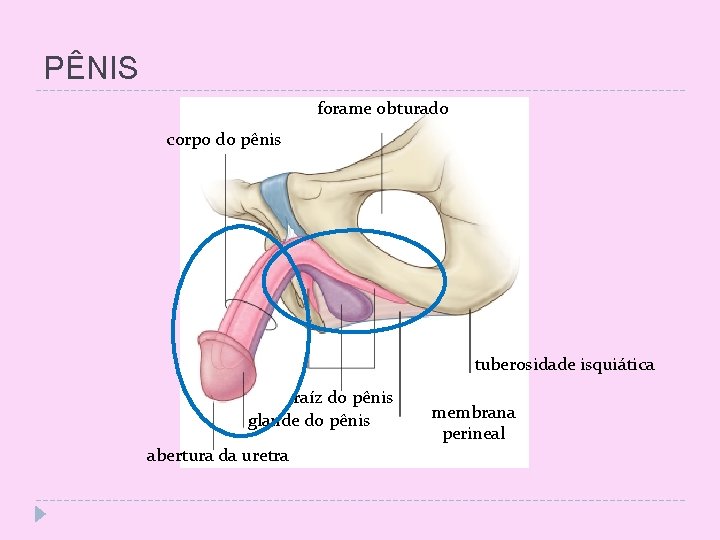 PÊNIS forame obturado corpo do pênis tuberosidade isquiática raíz do pênis glande do pênis
