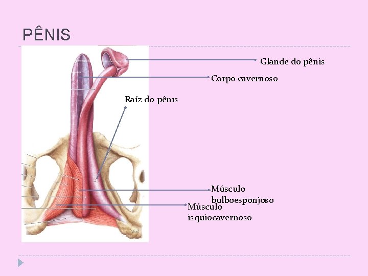 PÊNIS Glande do pênis Corpo cavernoso Raíz do pênis Músculo bulboesponjoso Músculo isquiocavernoso 