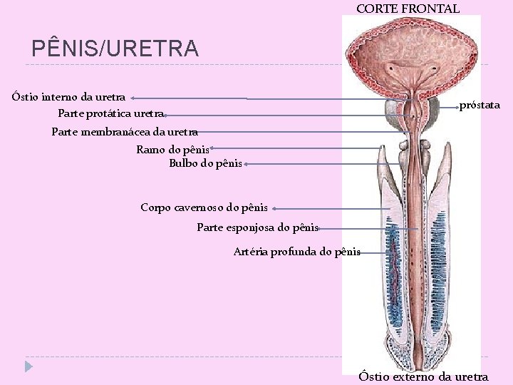 CORTE FRONTAL PÊNIS/URETRA Óstio interno da uretra Parte protática uretra próstata Parte membranácea da