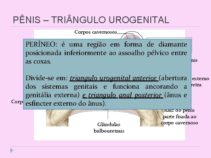 PÊNIS – TRI NGULO UROGENITAL Corpos cavernosos Corpo do pênis PERÍNEO: é uma região