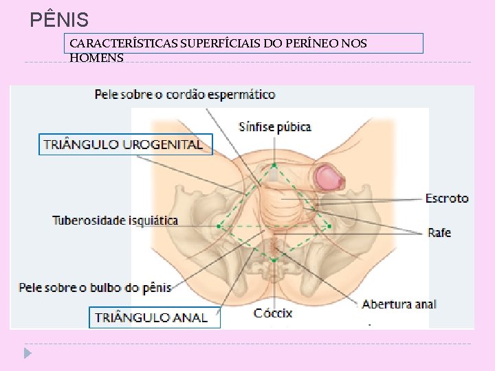 PÊNIS CARACTERÍSTICAS SUPERFÍCIAIS DO PERÍNEO NOS HOMENS 