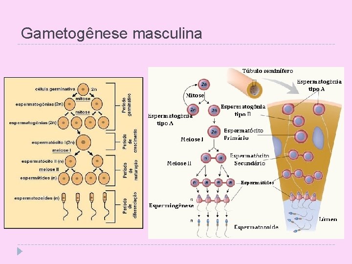 Gametogênese masculina 