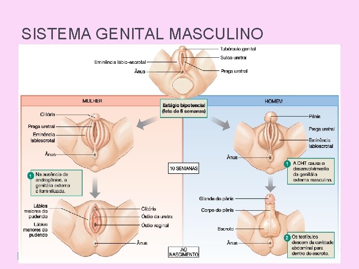 SISTEMA GENITAL MASCULINO 