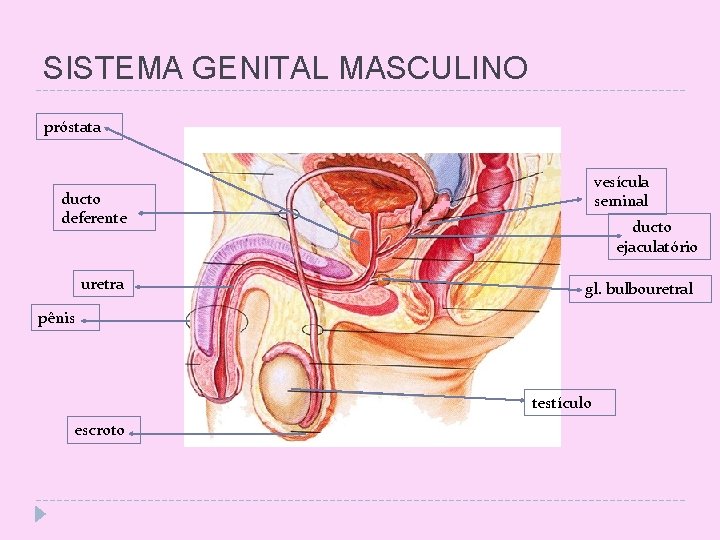 SISTEMA GENITAL MASCULINO próstata vesícula seminal ducto deferente uretra ducto ejaculatório gl. bulbouretral pênis