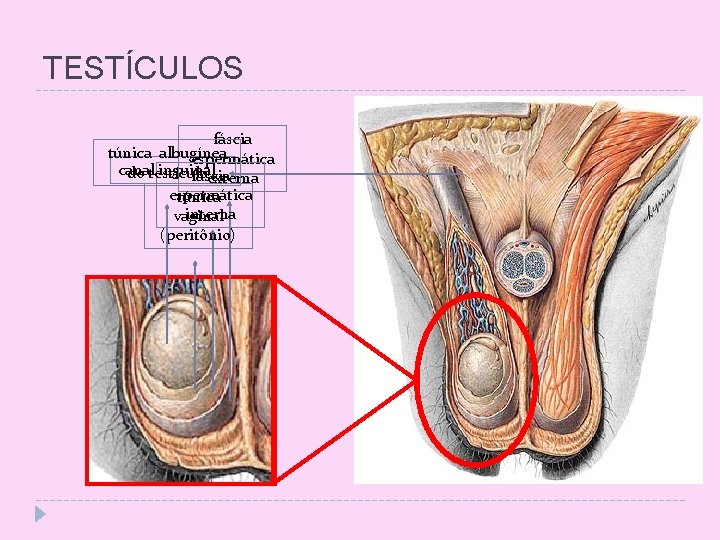 TESTÍCULOS fáscia túnica albugínea espermática canal inguinal do testículo fáscia externa espermática túnica interna