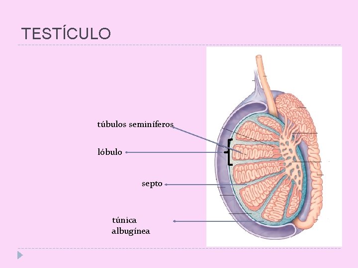 TESTÍCULO túbulos seminíferos lóbulo septo túnica albugínea 