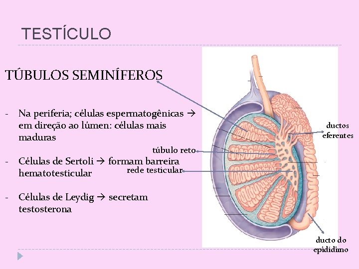 TESTÍCULO TÚBULOS SEMINÍFEROS - Na periferia; células espermatogênicas em direção ao lúmen: células mais