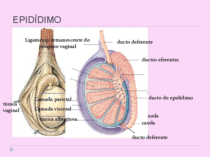 EPIDÍDIMO Ligamento remanescente do processo vaginal ducto deferente ductos eferentes cabeça corpo túnica vaginal