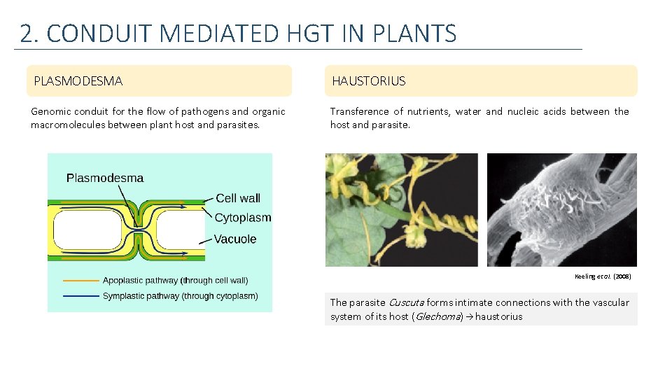 2. CONDUIT MEDIATED HGT IN PLANTS PLASMODESMA HAUSTORIUS Genomic conduit for the flow of