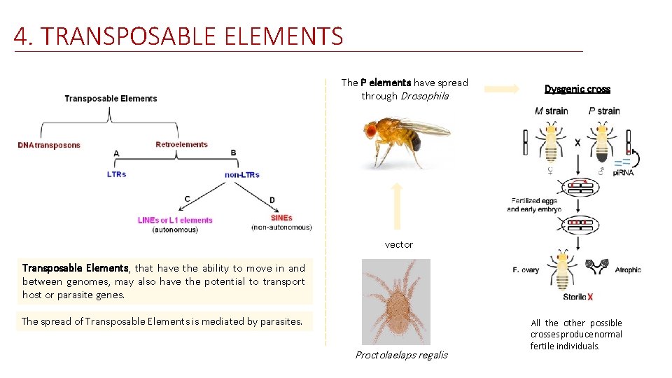 4. TRANSPOSABLE ELEMENTS The P elements have spread through Drosophila Dysgenic cross vector Transposable