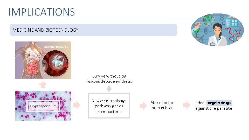 IMPLICATIONS MEDICINE AND BIOTECNOLOGY Survive without de novo nucleotide synthesis Nucleotide salvage pathway genes