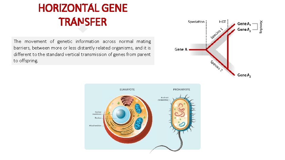 HORIZONTAL GENE TRANSFER The movement of genetic information across normal mating barriers, between more