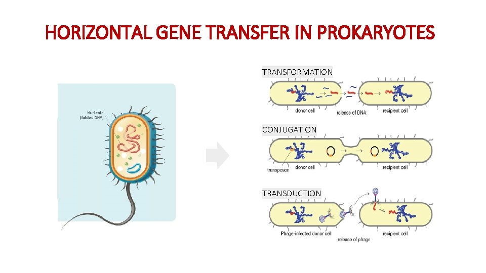 HORIZONTAL GENE TRANSFER IN PROKARYOTES TRANSFORMATION CONJUGATION TRANSDUCTION 